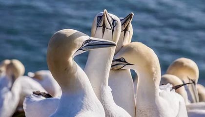 开云电竞服务-【录像解析】经典犯规事件与规则重新解读，犯规术语